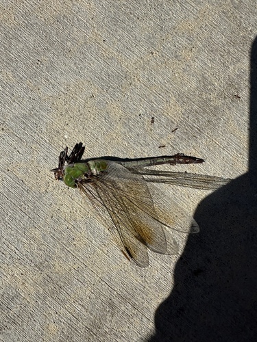 Common Green Darner