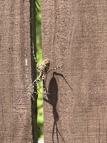 Yellow Garden Spider
