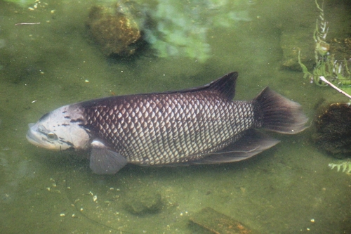 Giant Gourami