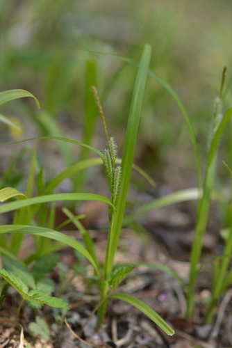 Carex planiculmis