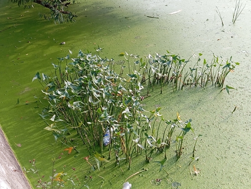 Наблюдение на iNaturalist