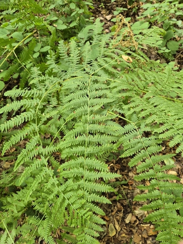 common bracken