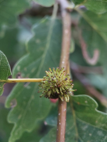 Hedgehog Gall Wasp