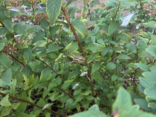 Banded Garden Spider