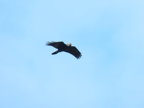 Common Raven