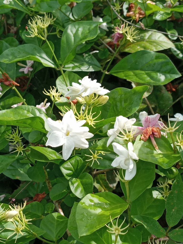 Jazmín (Jasminum sambac) · iNaturalist Panamá