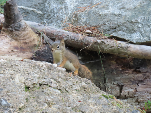 American Red Squirrel