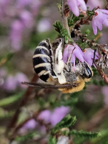 Heather Cellophane Bee