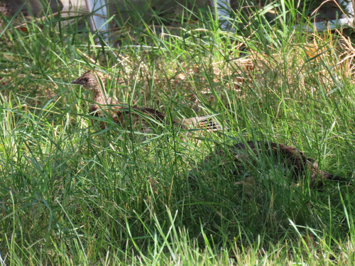 Ruffed Grouse