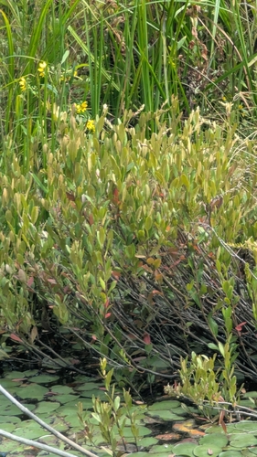 leatherleaf