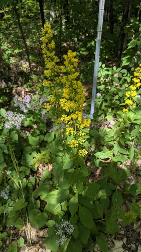 squarrose goldenrod
