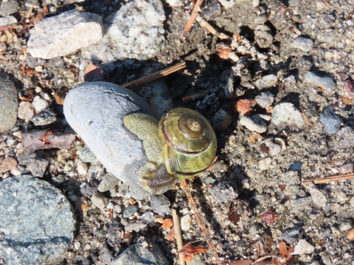 Brown-lipped Snail