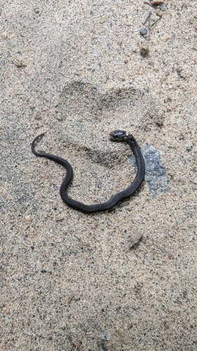 Red-bellied Snake
