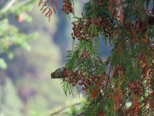 Pine Siskin