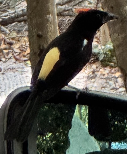 Flame-crested Tanager