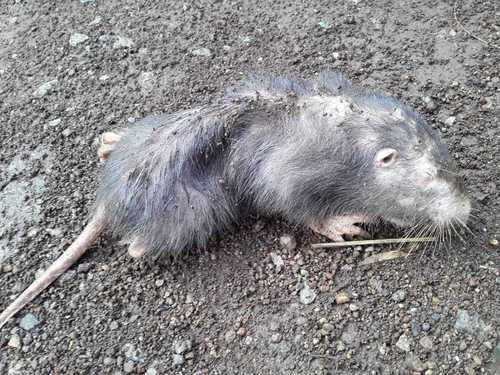 Giant Pocket Gopher