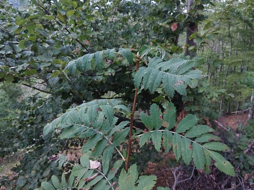 Service-tree