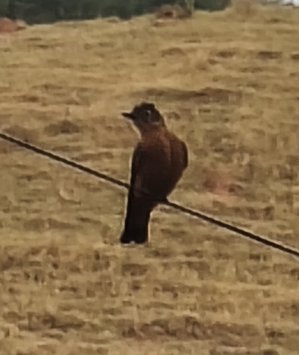 Cliff Flycatcher