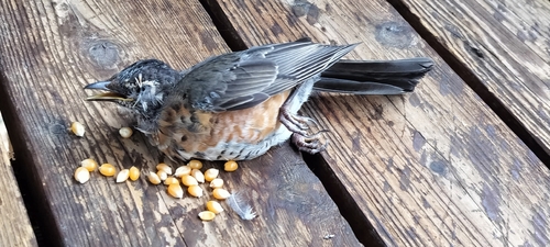 American Robin