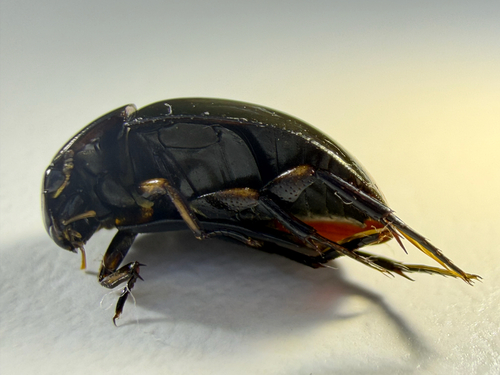 Tropisternus affinis