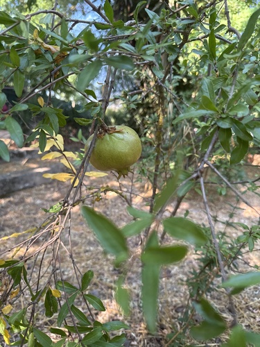 pomegranate