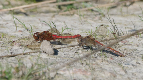 Vagrant Darter