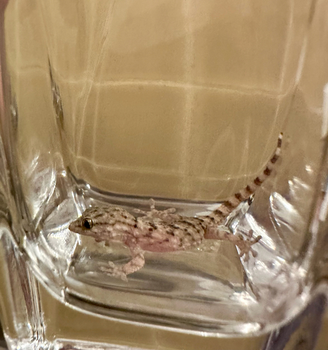 Moorish Gecko