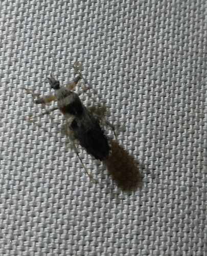 Oncocephalus squalidus