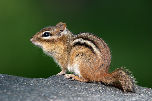 Tamias striatus