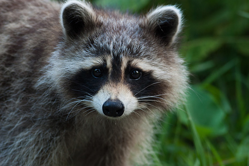 Procyon lotor