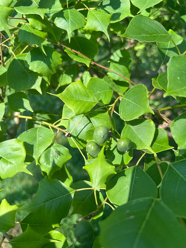 Chinese Tallow