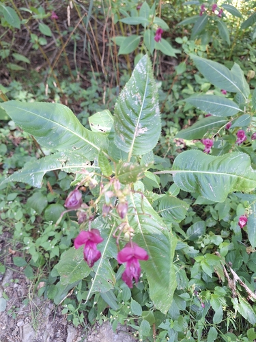 Himalayan balsam