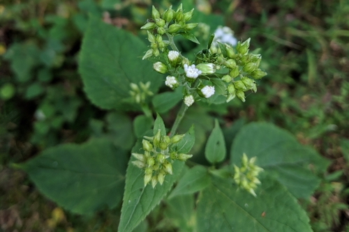 white snakeroot
