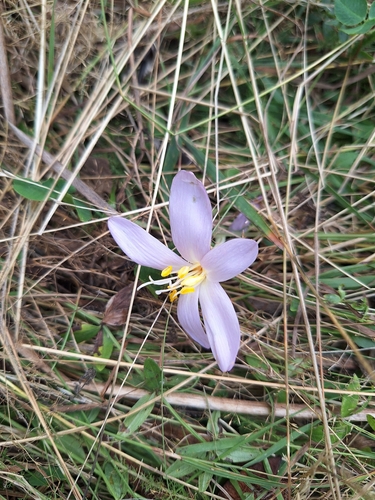 Autumn Crocus