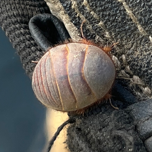 Hairy Desert Cockroach