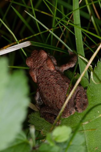 European Toad