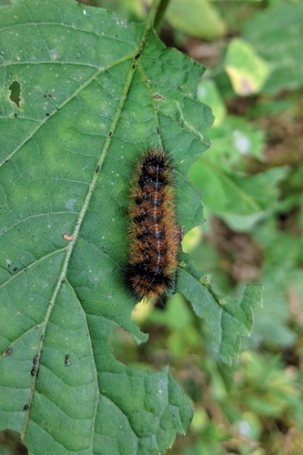 Isabella Tiger Moth