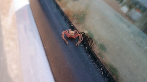 Olios argelasius