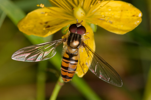 Marmalade Hover Fly