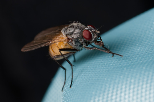 Thricops semicinereus