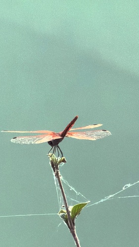 Violet Dropwing