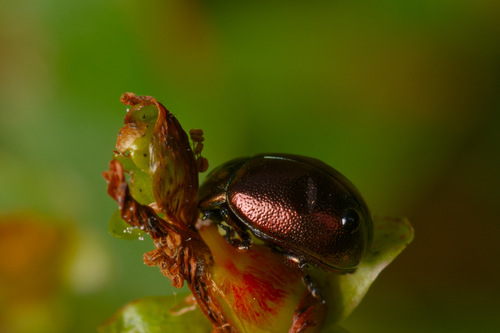 Chrysolina varians
