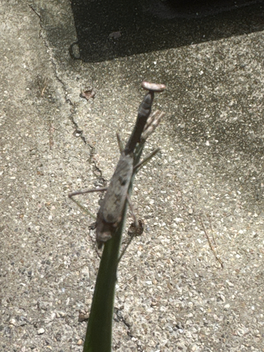 Carolina Mantis