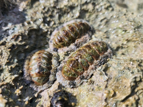 West Indian Fuzzy Chiton