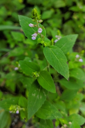 Mini-shiso