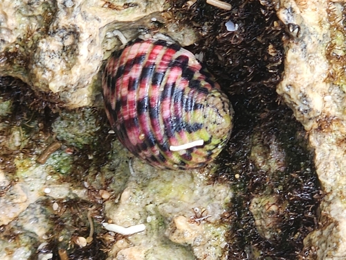 Four-toothed Nerite