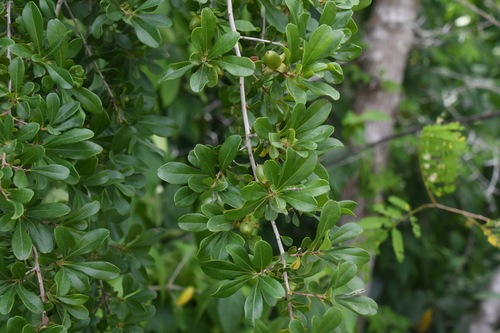 Diospyros bumelioides