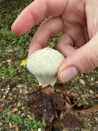 common puffball
