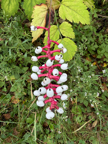 white baneberry