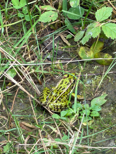 Northern Leopard Frog